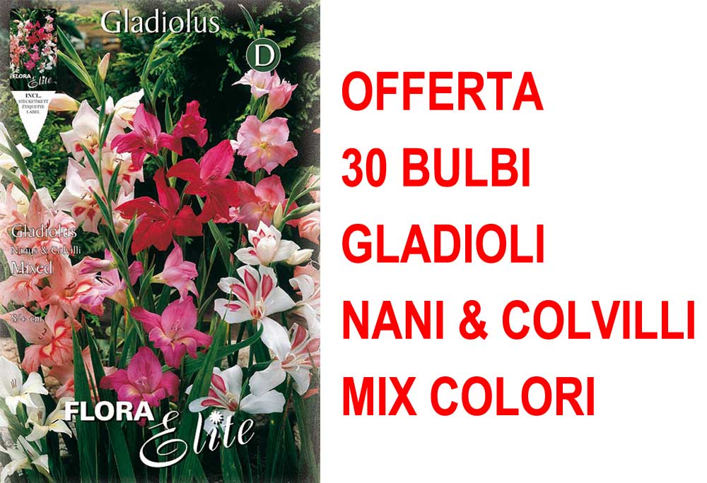 OFFERTA 30 BULBI GLADIOLI NANI & COLVILLI IN MIX DI COLORI