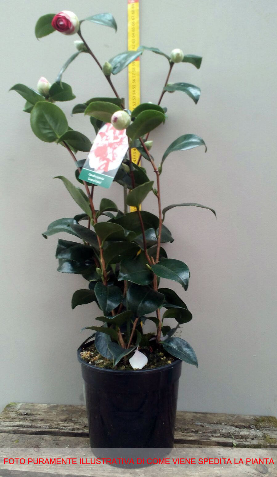 CAMELIA JAPONICA COLETTI VASO 17CM