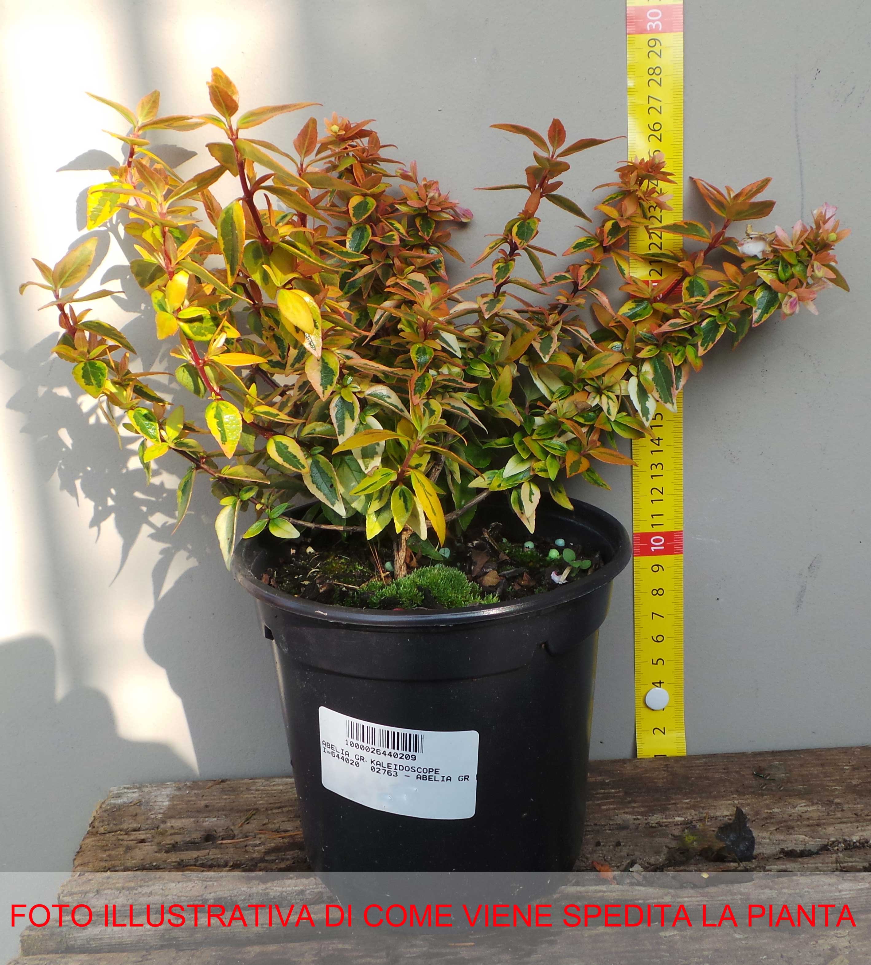 OFFERTA 6 PIANTE ABELIA GRANDIFLORA  KALEIDOSCOPE VASO 12CM