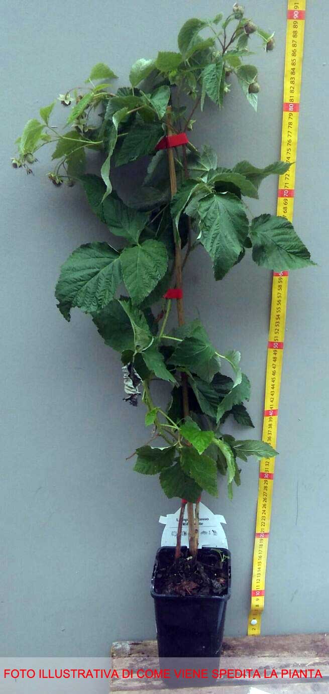 LAMPONE ROSSO REGINA (1 PIANTA)