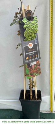 PARTHENOCISSUS HENRYANA VASO 17CM