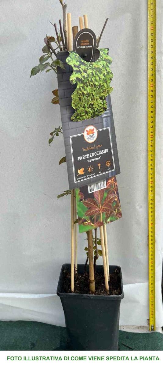 PARTHENOCISSUS HENRYANA VASO 17CM