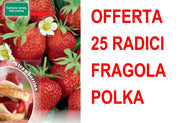 OFFERTA FRAGOLA POLKA 25 PIANTE A RADICE NUDA