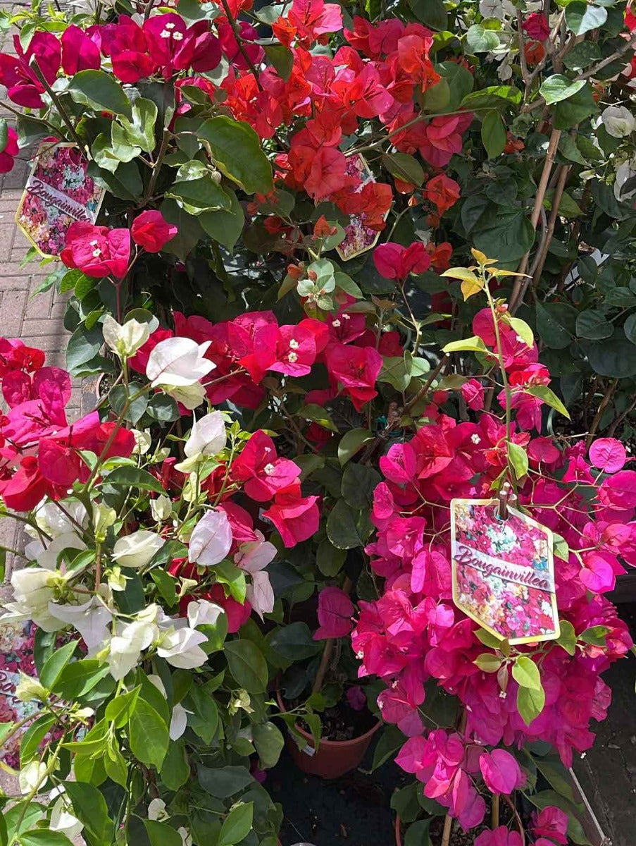 BOUGAINVILLEA A PIRAMIDE COLORE ASSORTITO IN VASO 17CM