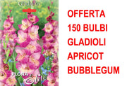 OFFERTA 150 BULBI GLADIOLO A FIORI GRANDI APRICOT BUBBLEGUM