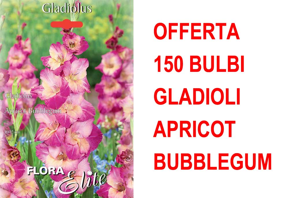 OFFERTA 150 BULBI GLADIOLO A FIORI GRANDI APRICOT BUBBLEGUM