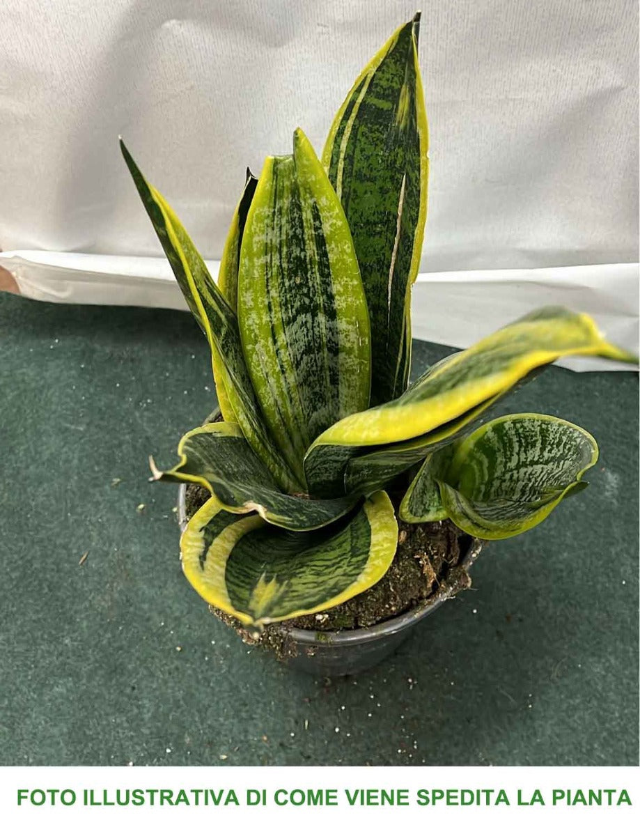 SANSEVIERIA GOLD FLAME IN VASO 17CM