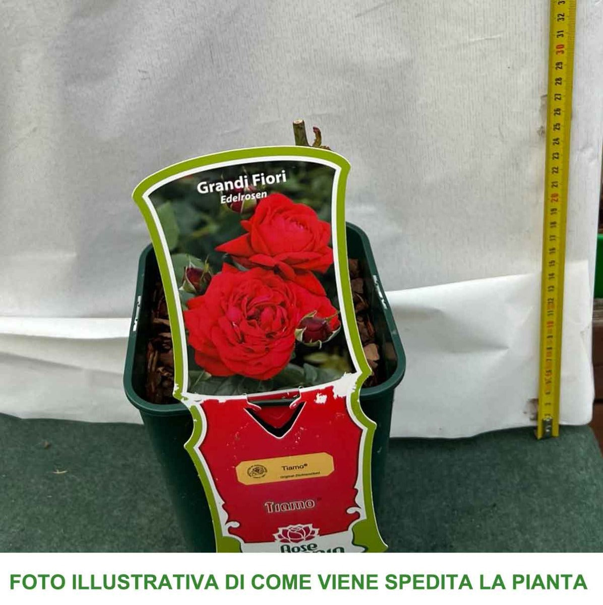 ROSA TIAMO IN VASO 14CM