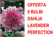 OFFERTA 9 BULBI DAHLIA DINNERPLATE LAVENDER PERFECTION XL