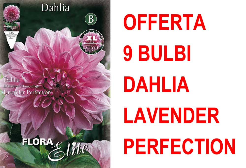 OFFERTA 9 BULBI DAHLIA DINNERPLATE LAVENDER PERFECTION XL