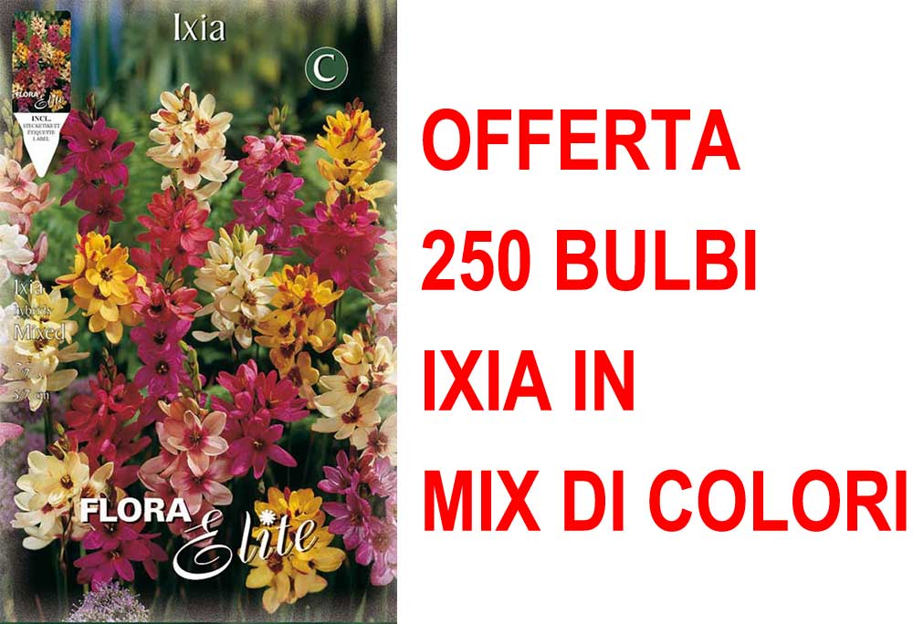 OFFERTA 250 BULBI IXIA MIX