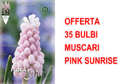 OFFERTA 35 BULBI MUSCARI PINK SUNRISE
