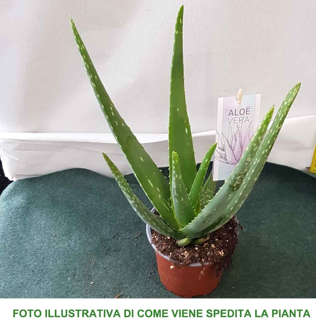 ALOE VERA IN VASO 12CM