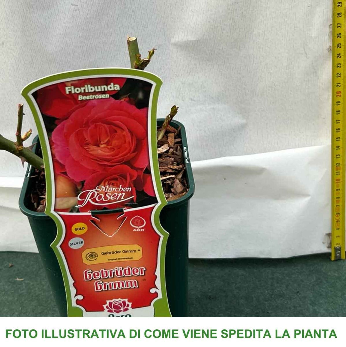 ROSA FLORIBUNDA ROSA GEBRÜDER GRIMM IN VASO 14CM