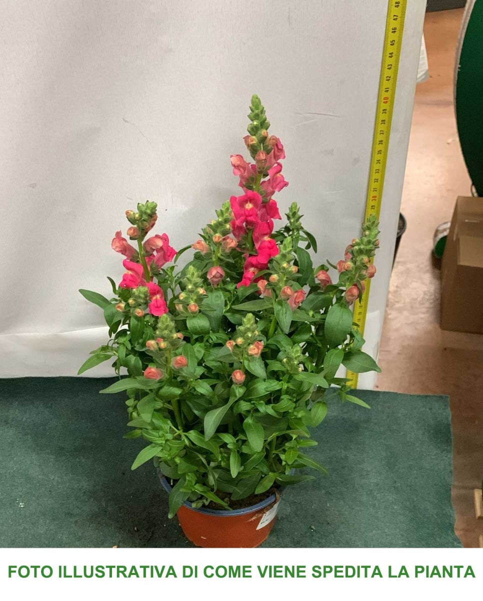 BOCCA DI LEONE IN VASO 14CM COLORE ASSORTITO