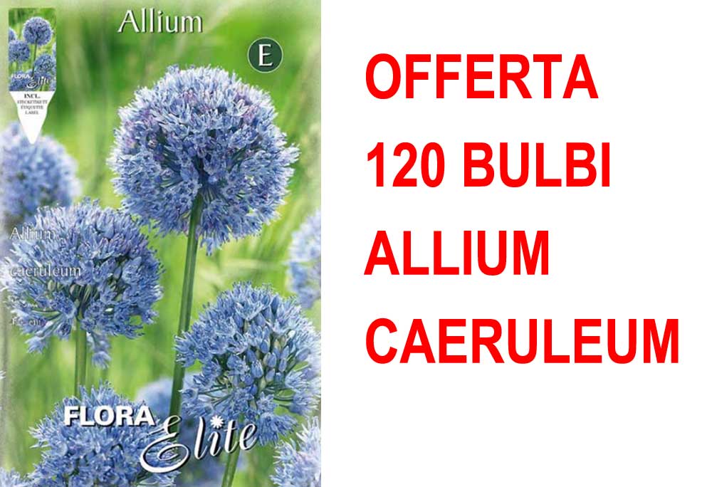 OFFERTA 120 BULBI ALLIUM CAERULEUM