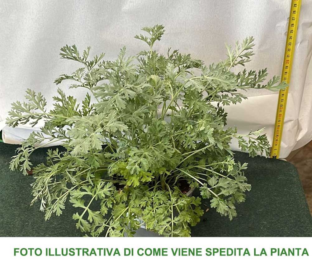 ASSENZIO IN VASO 14CM