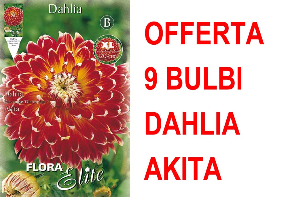 OFFERTA 9 BULBI DAHLIA DINNERPLATE AKITA XL