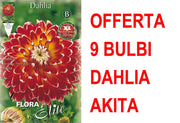 OFFERTA 9 BULBI DAHLIA DINNERPLATE AKITA XL