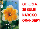 OFFERTA 35 BULBI NARCISO SPLIT CORONA ORANGERY