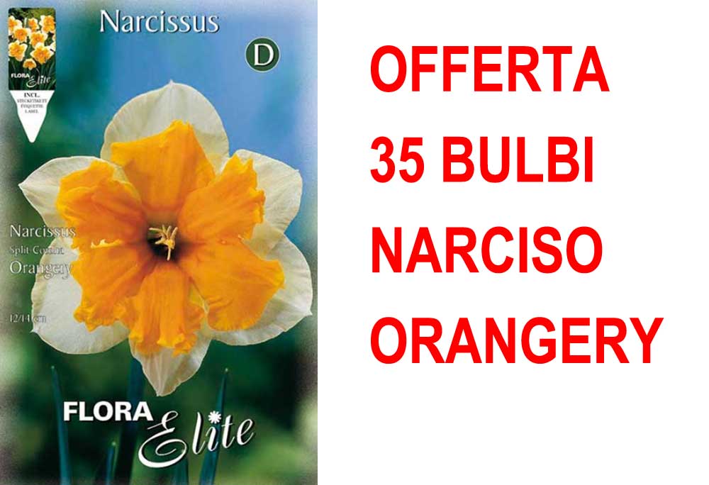 OFFERTA 35 BULBI NARCISO SPLIT CORONA ORANGERY