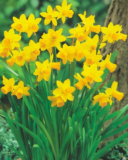 NARCISI TETE A TETE VASO 12CM