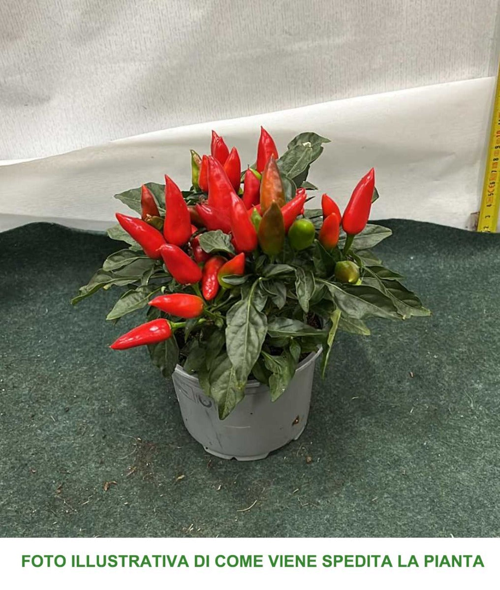 CAPSICUM SALSA ROSSO PEPERONCINO ORNAMENTALE VASO 10.5CM
