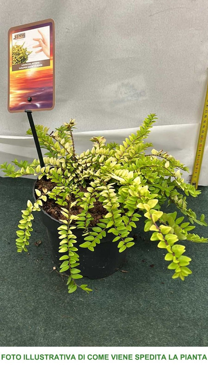 LONICERA CAPRIFOGLIO NITIDA GOLDEN GLOW IN VASO 17CM