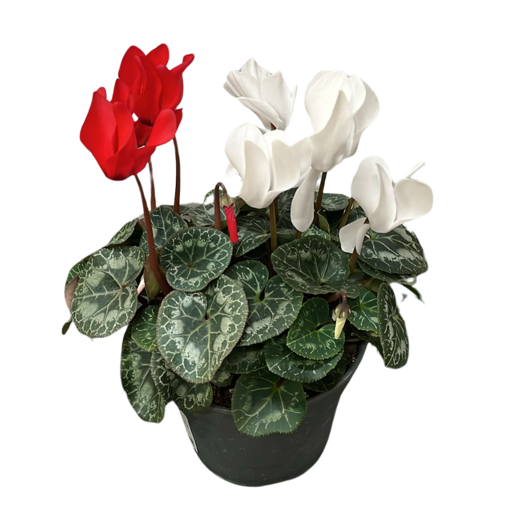 CICLAMINO SUPER SERIE BIANCO/ROSSO IN VASO 15CM