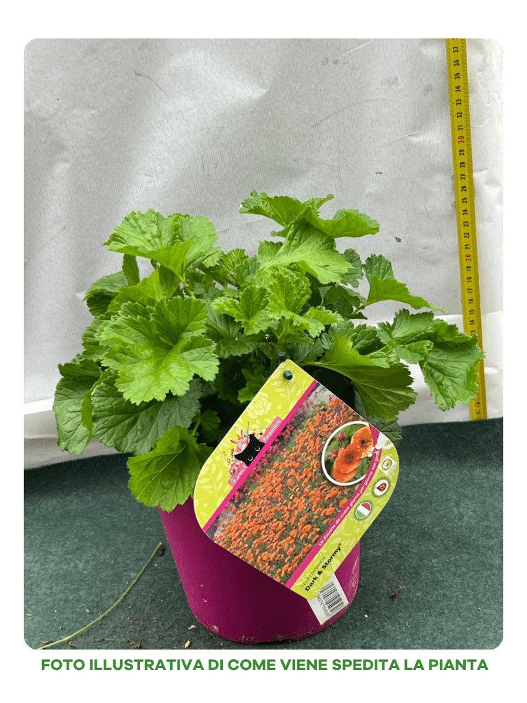 GEUM HYBRIDE DARK & STORMY VASO 18CM