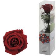 ROSA AMOROSA STABILIZZATA BORGOGNA MINI 25CM