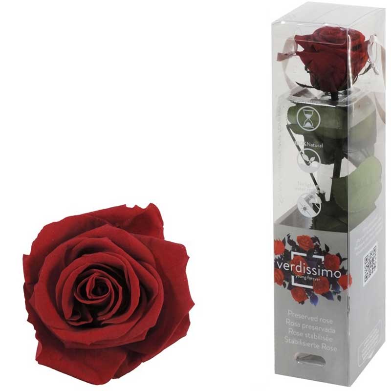 ROSA AMOROSA STABILIZZATA BORGOGNA MINI 25CM