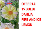 OFFERTA 15 BULBI DAHLIA MIGNON FIRE AND ICE LEMON