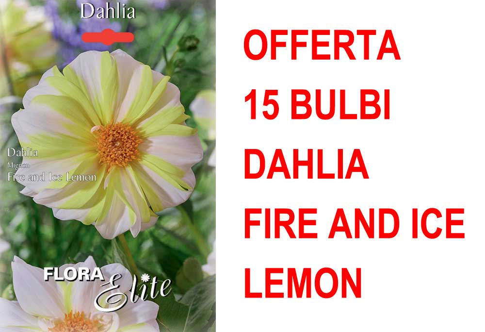 OFFERTA 15 BULBI DAHLIA MIGNON FIRE AND ICE LEMON