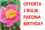 OFFERTA 3 BULBI DI PAEONIA BIRTHDAY