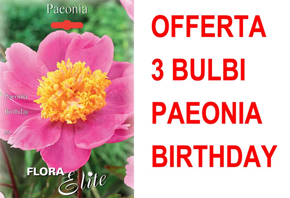 OFFERTA 3 BULBI DI PAEONIA BIRTHDAY