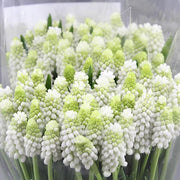 MUSCARI CASABLANCA VASO 9CM