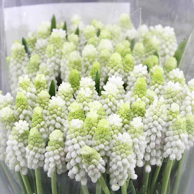 MUSCARI CASABLANCA VASO 9CM