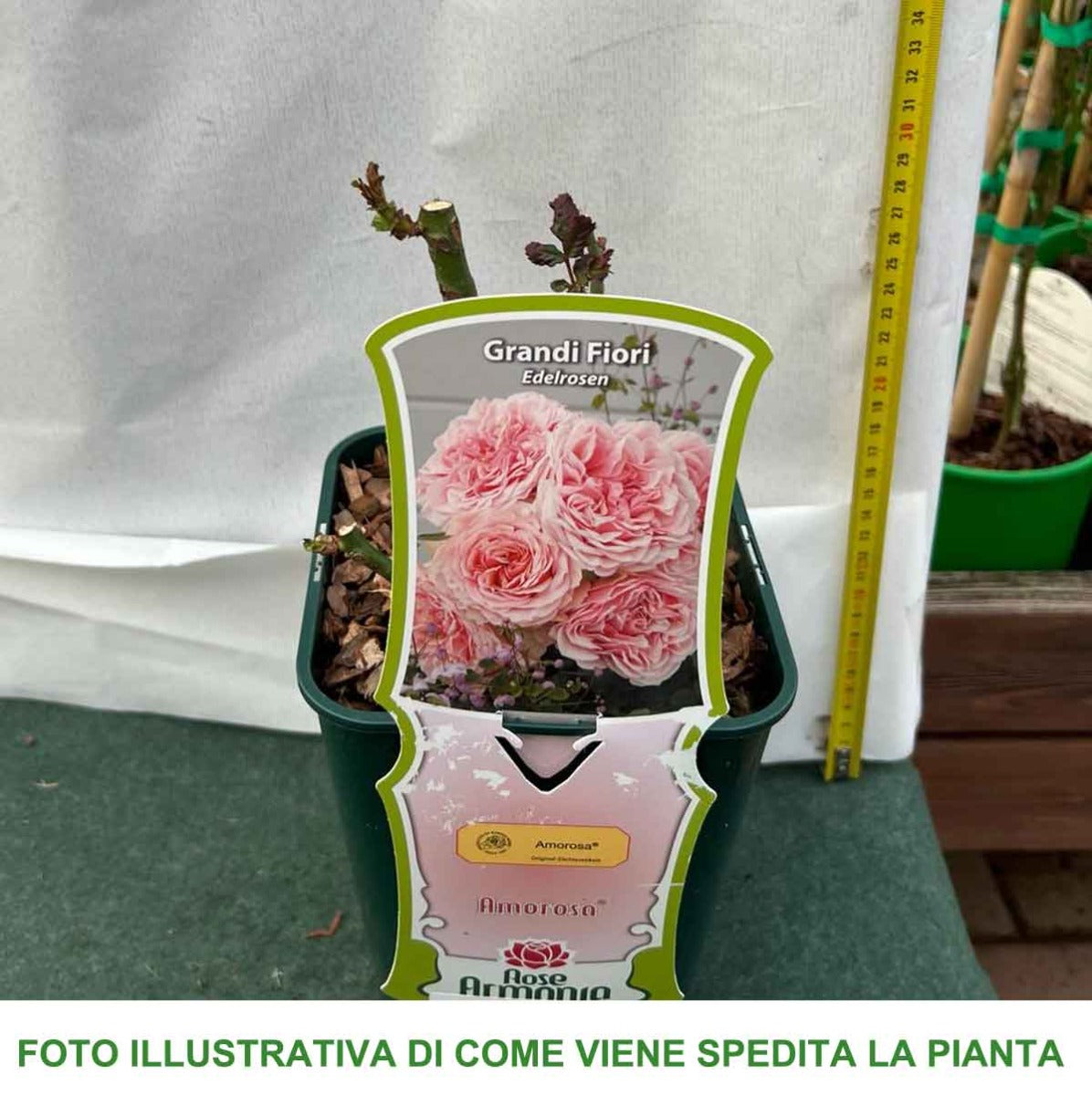 ROSA AMOROSA IN VASO 14CM