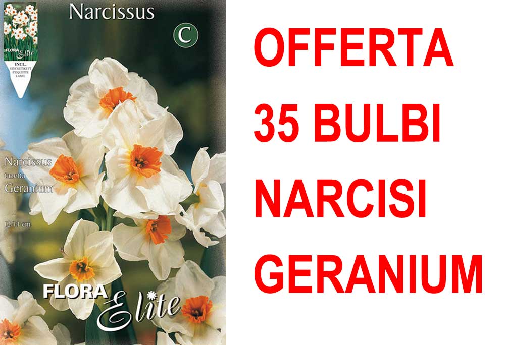 OFFERTA 35 BULBI NARCISO MULTIFIORI GERANIUM