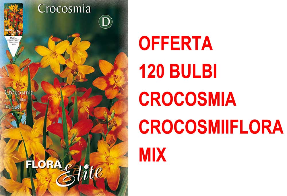 OFFERTA 120 BULBI CROCOSMIA CROCOSMIIFLORA MIX DI COLORI