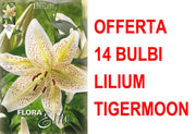 OFFERTA 14 BULBI LILIUM ORIENTAL TIGERMOON