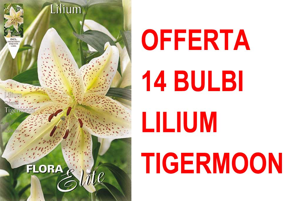 OFFERTA 14 BULBI LILIUM ORIENTAL TIGERMOON