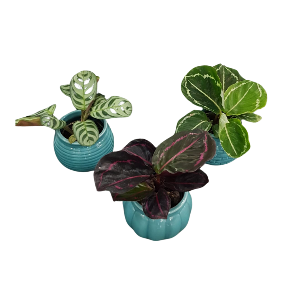 OFFERTA 3 PIANTE DI MARANTHA IN MIX VARIETA' COPRIVASO CERAMICO 6CM