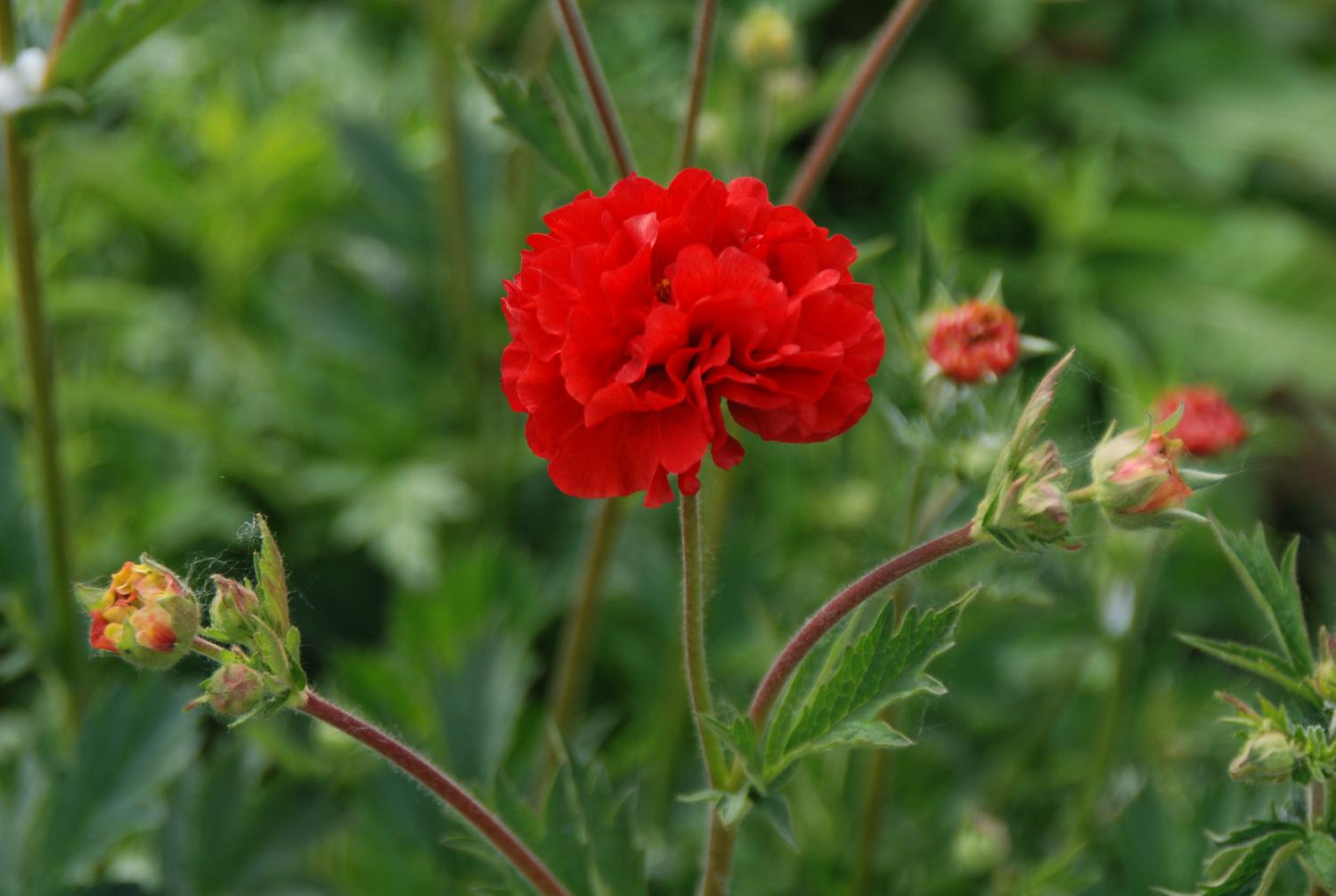 GEUM HYBRIDE DARK & STORMY VASO 18CM
