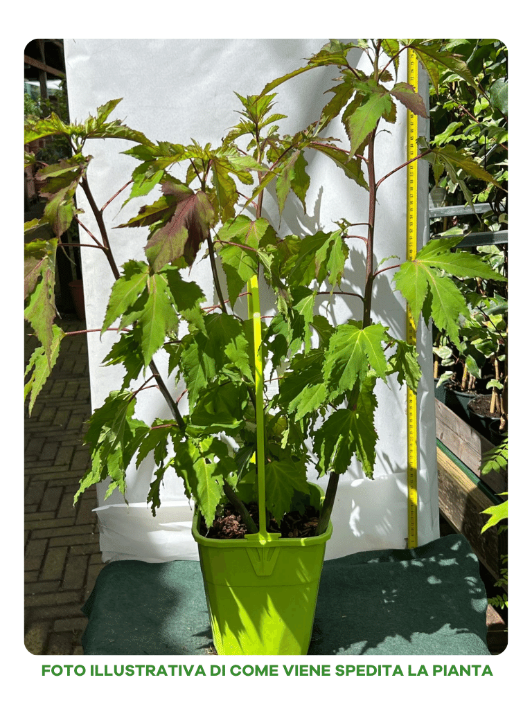 HIBISCUS IBISCO MOSCHEUTOS CAROUSEL PINK PASSION IN VASO 19CM