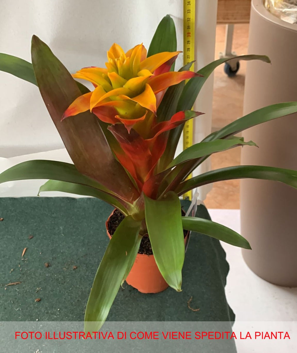 GUZMANIA COLORE ASSORTITO IN VASO 12CM