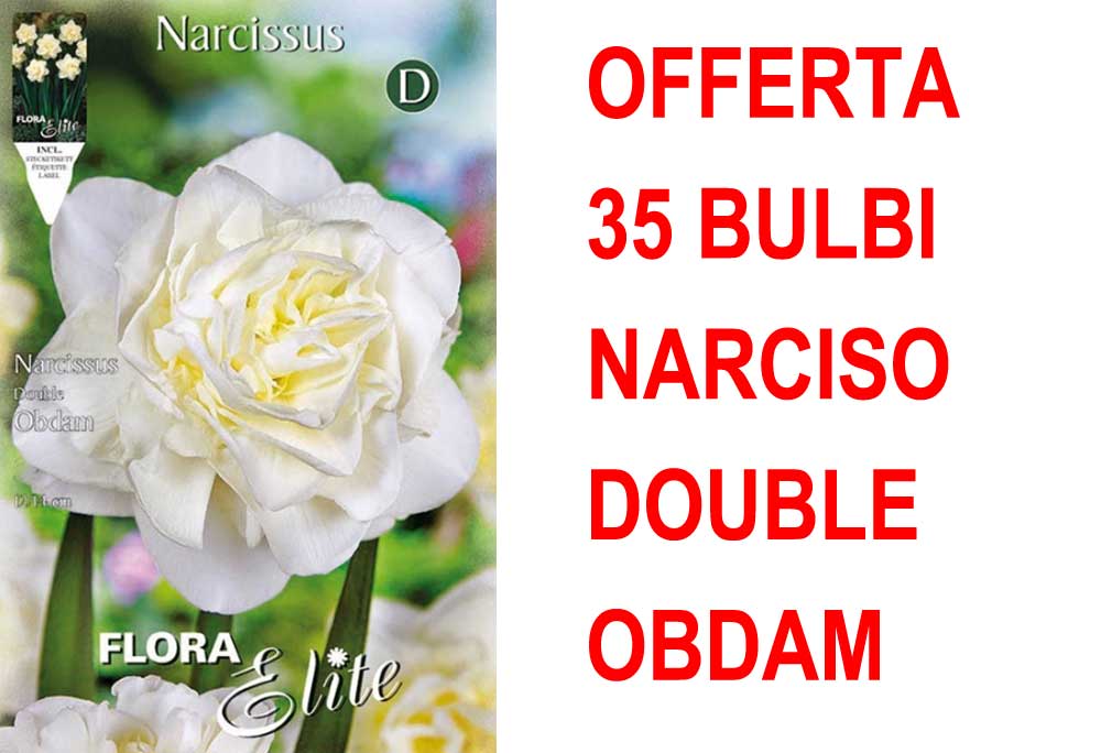OFFERTA 35 BULBI NARCISO DOUBLE OBDAM
