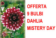 OFFERTA 9 BULBI BULBI DAHLIA DECORATIVE MISTERY DAY