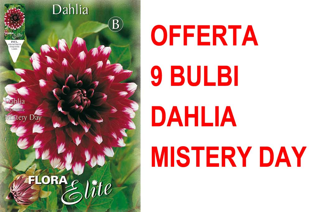 OFFERTA 9 BULBI BULBI DAHLIA DECORATIVE MISTERY DAY